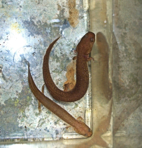 Spring Salamander