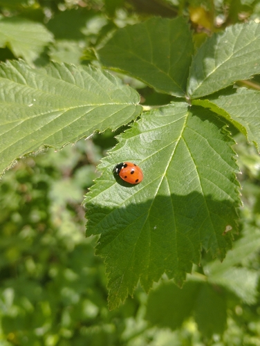 Seven-spotted Lady Beetle