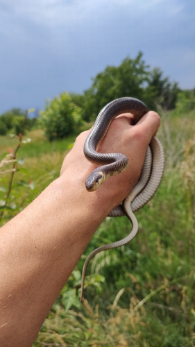 Aesculapian Snake