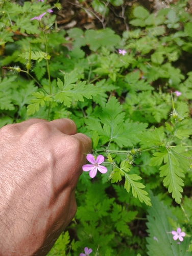 Herb Robert
