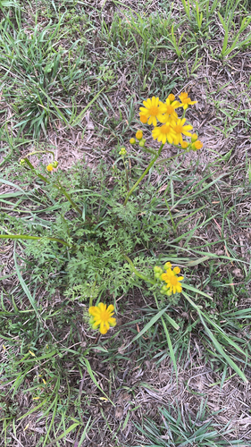 Great Plains Ragwort