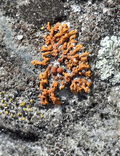 Elegant Sunburst Lichen
