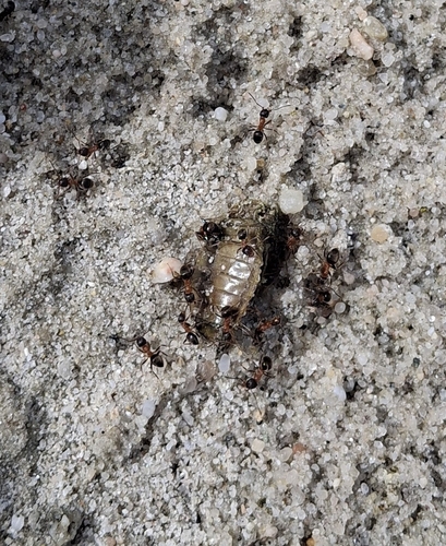 Central European Bicolored Ant