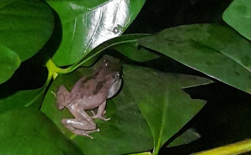 Common Shrub Frog