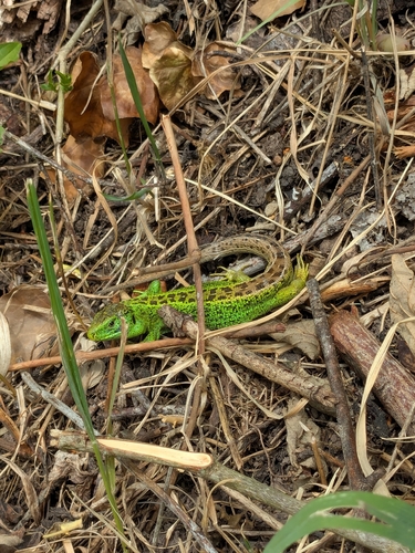 Sand Lizard