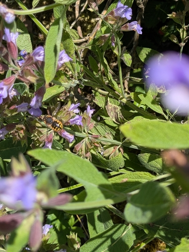 European Woolcarder Bee