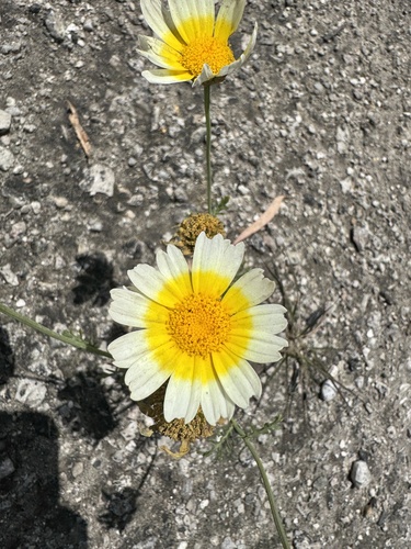 Garland Daisy