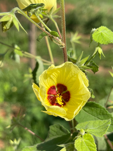 Pavonia sidifolia