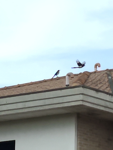 Eurasian Magpie