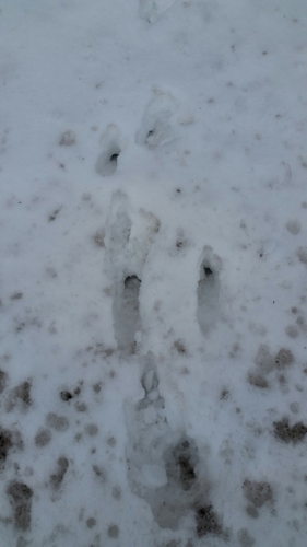 Deer Tracks – NatureTracking