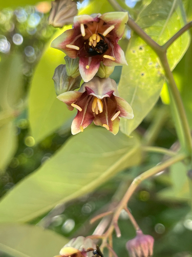 Manihot carthagenensis