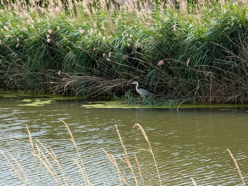 Grey Heron