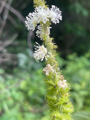 Croton laceratoglandulosus