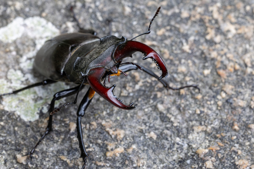 European Stag Beetle
