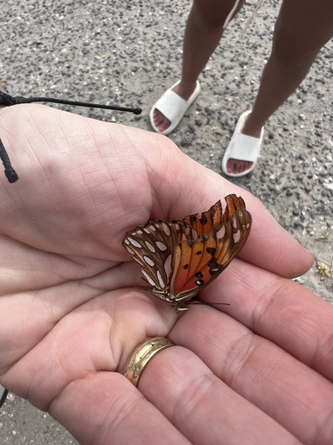 Gulf Fritillary