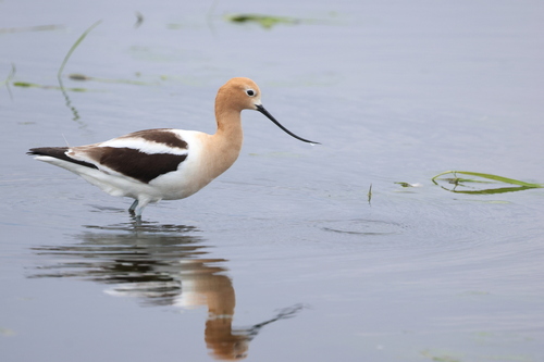 American Avocet