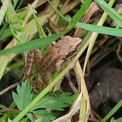 Agile Frog