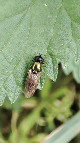 Broad Centurion Fly