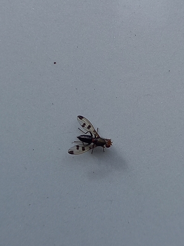 Cereal Fly