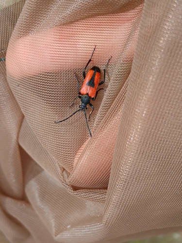 heart longhorn beetle