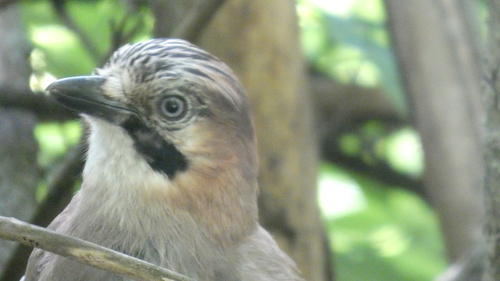 Eurasian Jay