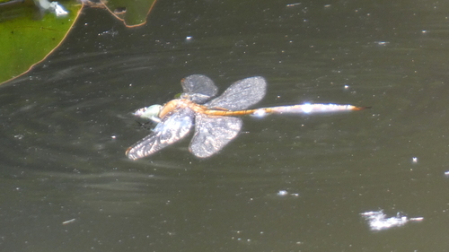 Norfolk Hawker