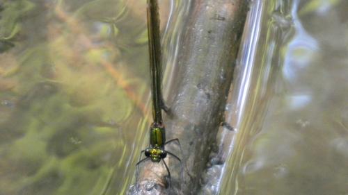 Banded Demoiselle