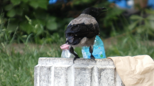 Hooded Crow