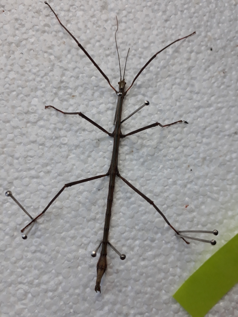 smooth-stick-insect-from-arkles-bay-whangaparaoa-0932-new-zealand-on