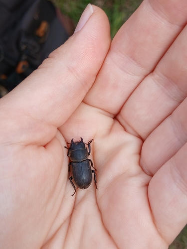 Lesser Stag Beetle