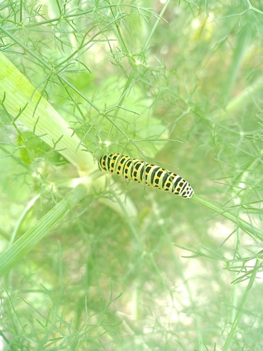 Old World Swallowtail
