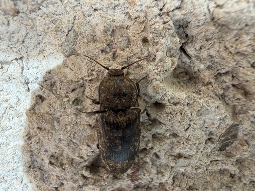 Mottled dingy-brown click beetle