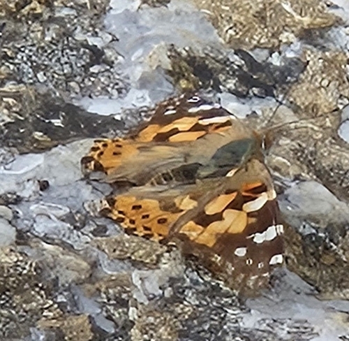 Painted Lady