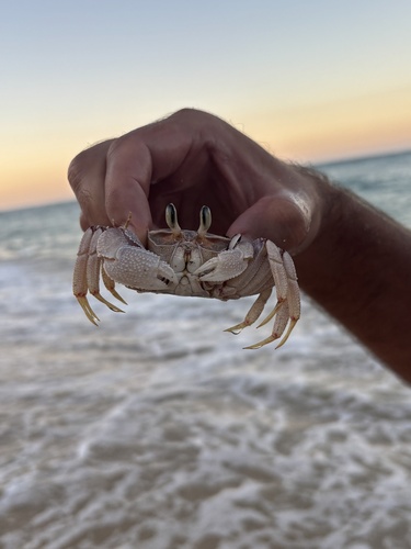 Pink Ghost Crab
