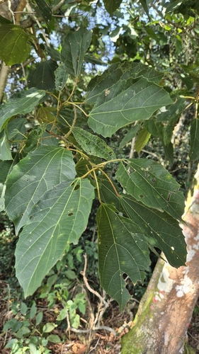 Alchornea triplinervia