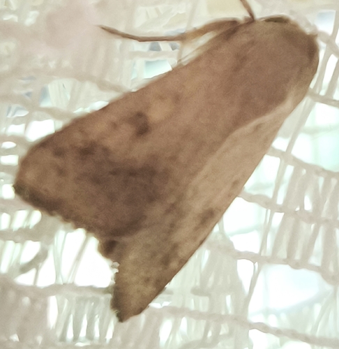 Cotton Bollworm Moth