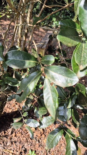 Diospyros inconstans