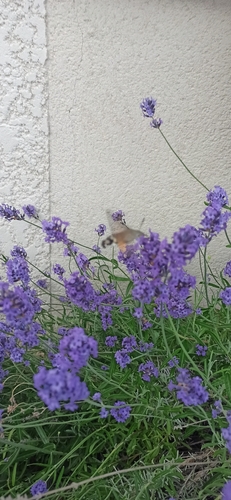 Eurasian Hummingbird Hawkmoth