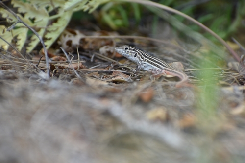 Spiny-footed Lizard