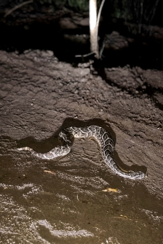 Somali Puff Adder