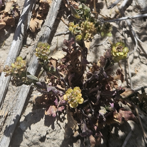 Hairypod Pepperweed