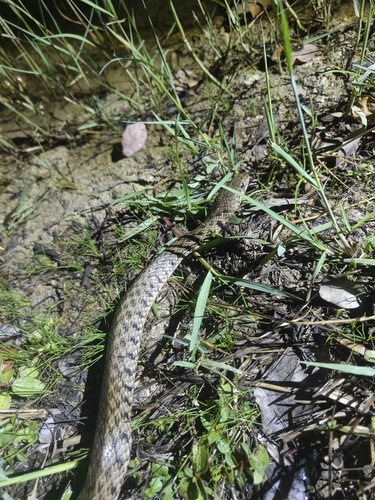 Yellow-spotted Keelback