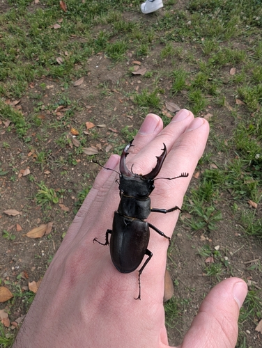 European Stag Beetle