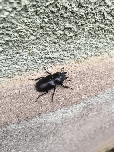 European Stag Beetle