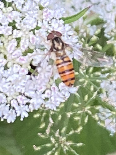Marmalade Hover Fly