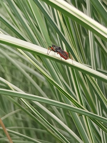 Rhynocoris annulatus