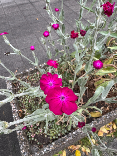 Rose campion