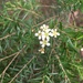 Sannantha similis - Photo (c) althena1, kaikki oikeudet pidätetään