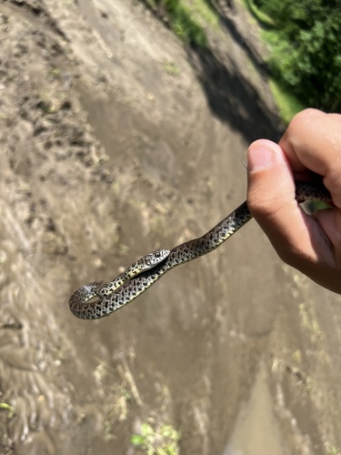 North American Racer
