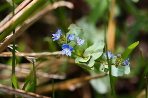 Brooklime